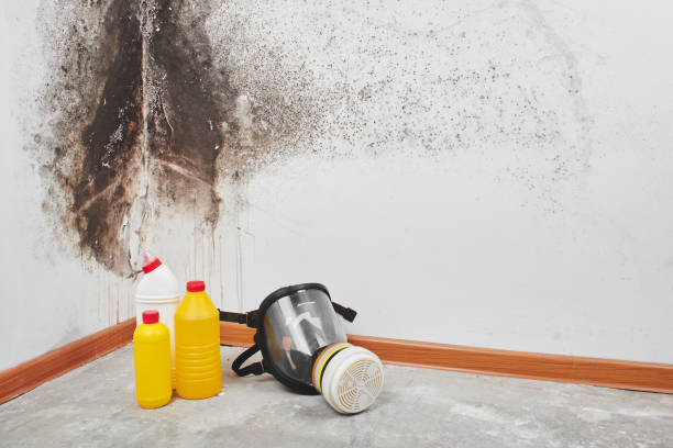 Best Emergency Mold Removal  in Newstle, CA