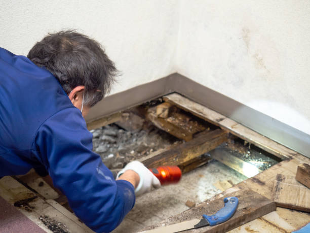 Best Toxic Mold Removal  in Newstle, CA