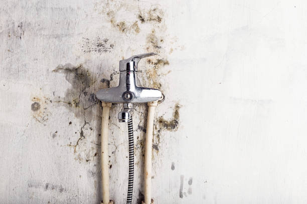 Office Mold Removal Services in Newcastle, CA