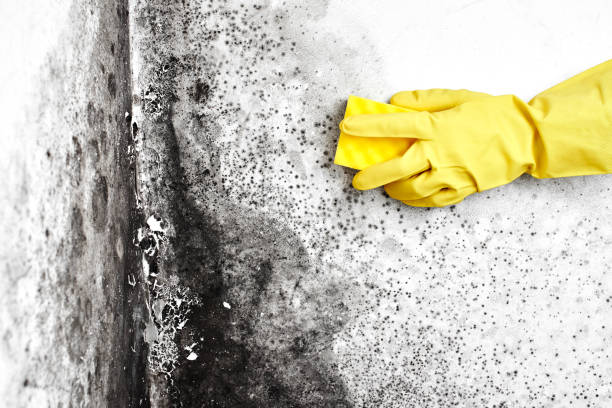 Best Fast Mold Removal  in Newstle, CA