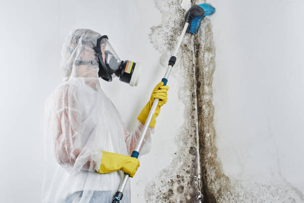 Best Certified Mold Removal  in Newstle, CA