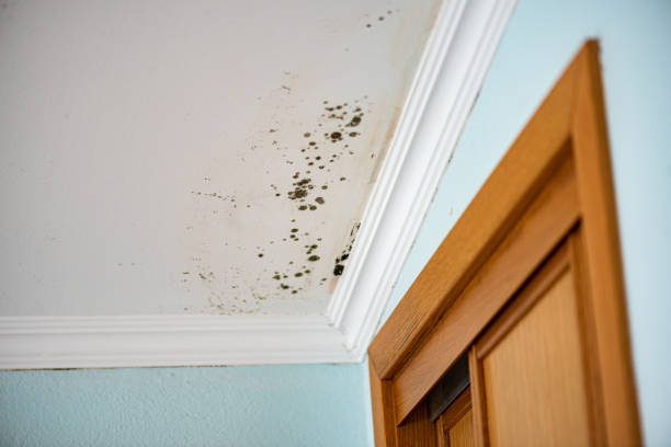 Best Mold Removal Company Near Me  in Newstle, CA