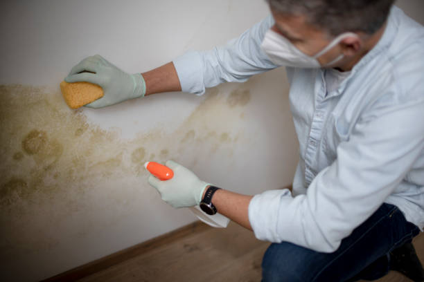 Best Mold Remediation Services  in Newstle, CA