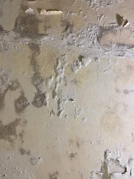 Best Toxic Mold Removal  in Newstle, CA