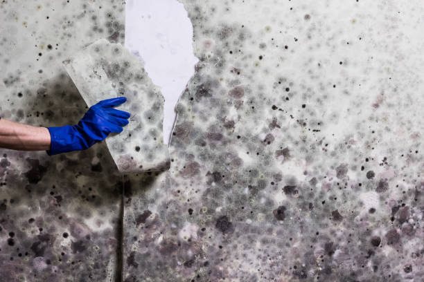 Best Affordable Mold Removal  in Newstle, CA