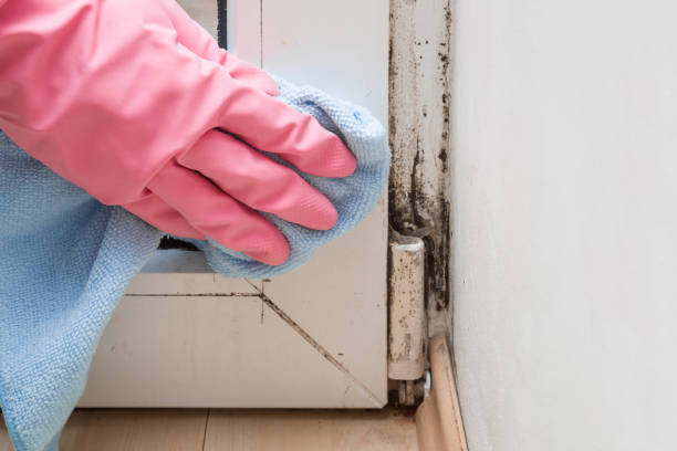 Best Mold Remediation Services  in Newstle, CA